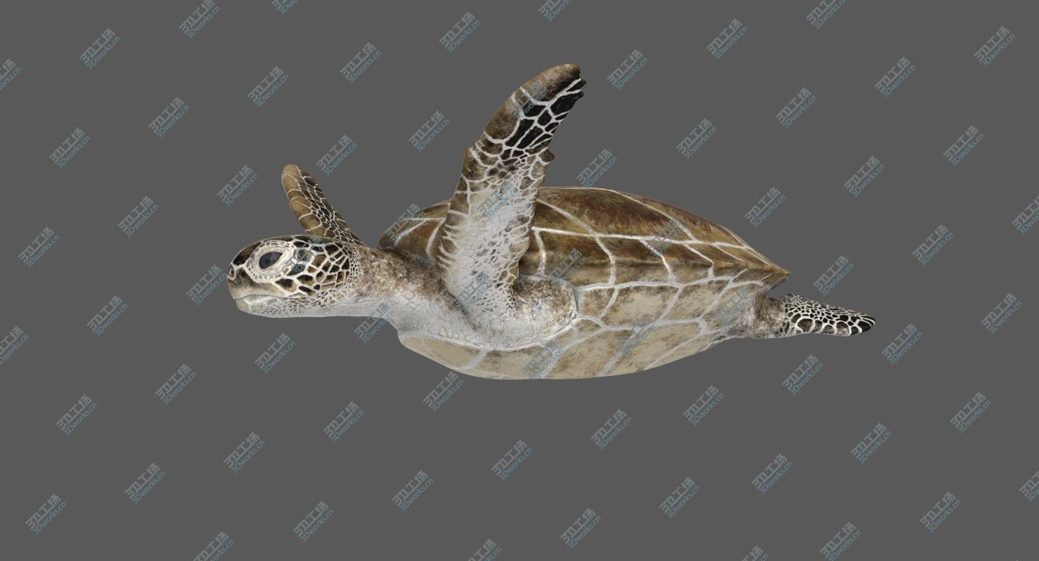 images/goods_img/2021040234/3D model Green Sea Turtle (Animated)/4.jpg